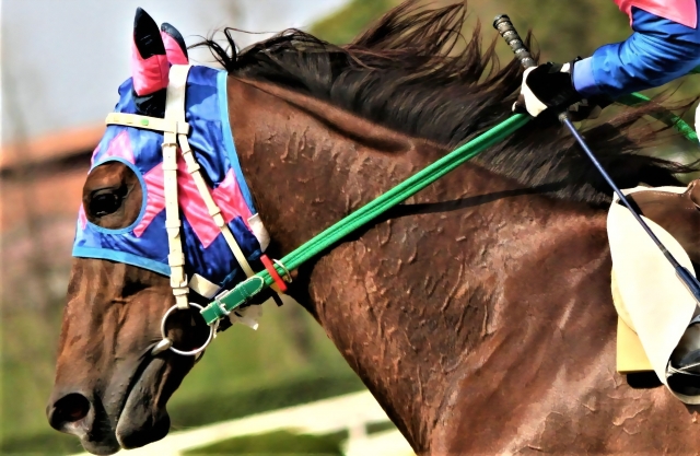 競馬のやり方